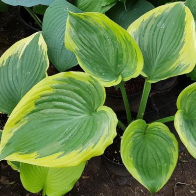 Hosta 'Final Victory'